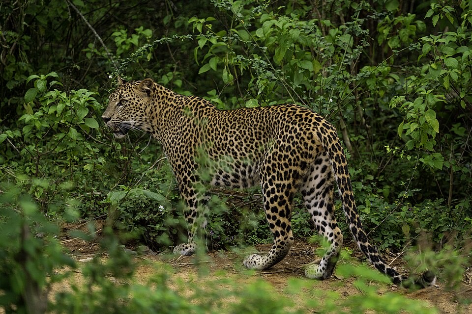 A leopard walking through green scrub in Yala