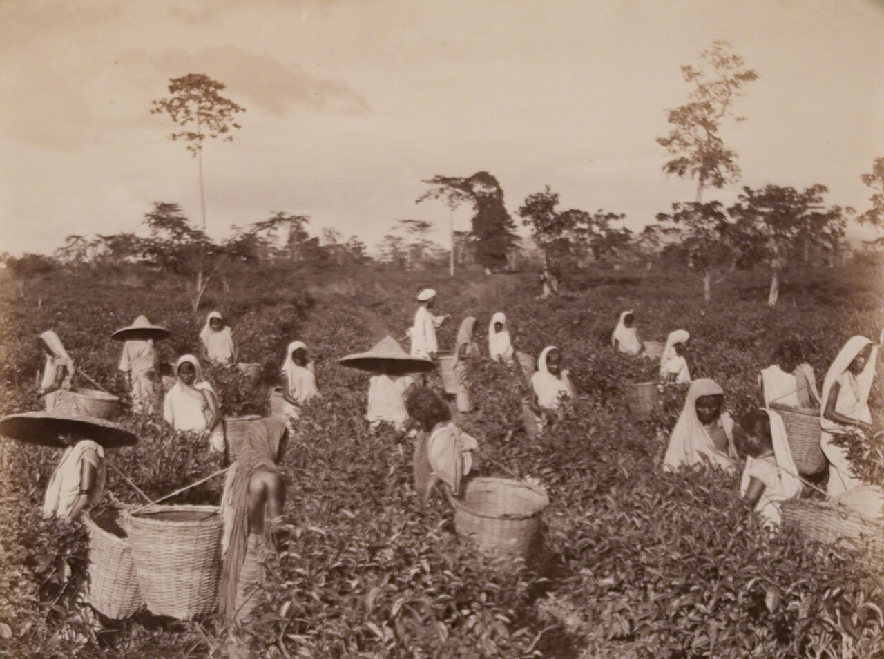 Old photograph of women plucking tea on a hillside estate in Ceylon